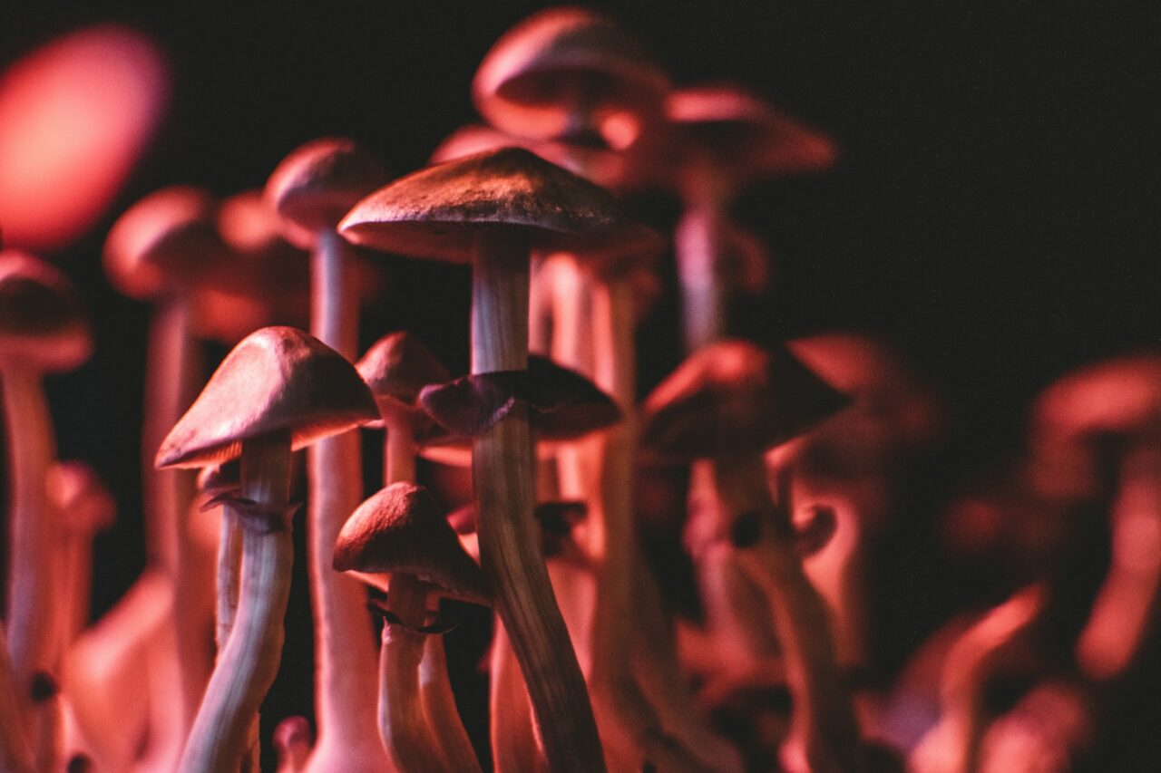 Is it Possible for Psilocybin Mushrooms in Canada to Rectify Serotonin Levels in Anorexia? Here’s What the Studies Indicate
